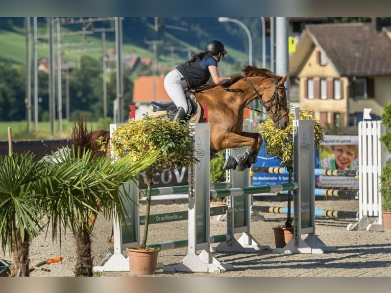 Irish Sport Horse Mare 15 years 15.2 hh Chestnut-Red in Horgen
