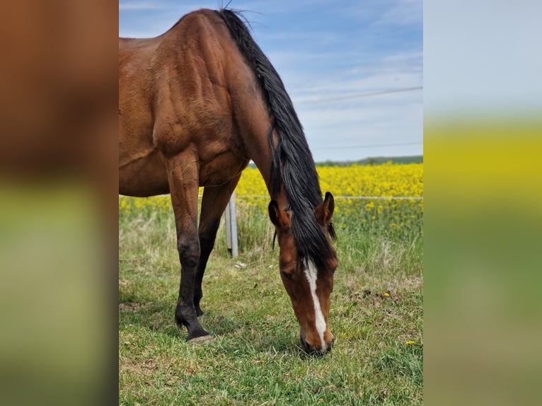 Irish Sport Horse Mare 15 years 15.3 hh Brown in Mühlhausen