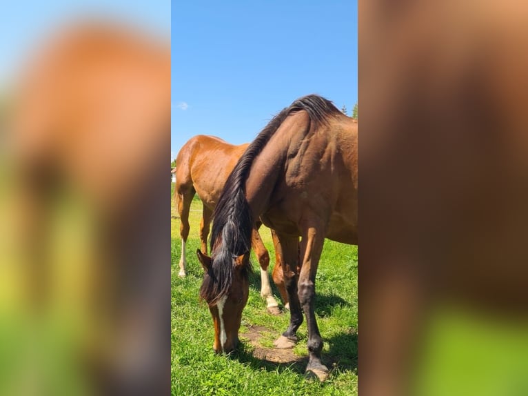 Irish Sport Horse Mare 15 years 15.3 hh Brown in Mühlhausen