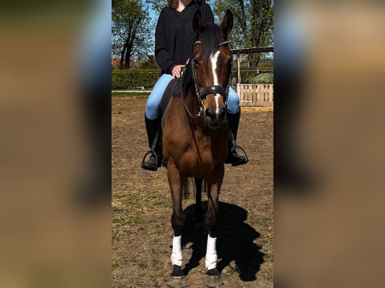 Irish Sport Horse Mare 15 years 15.3 hh Brown in Mühlhausen