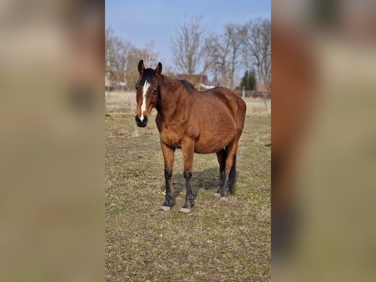 Irish Sport Horse Mare 15 years 15.3 hh Brown in Mühlhausen