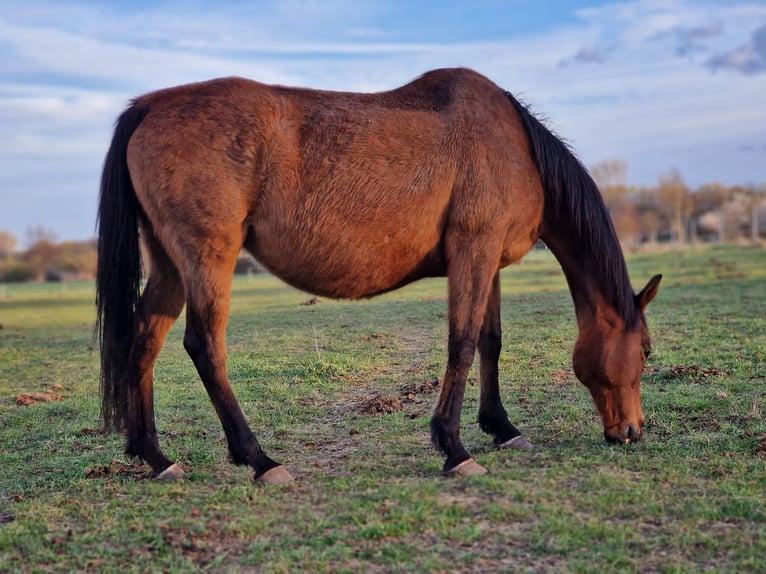 Irish Sport Horse Mare 15 years 15.3 hh Brown in Mühlhausen