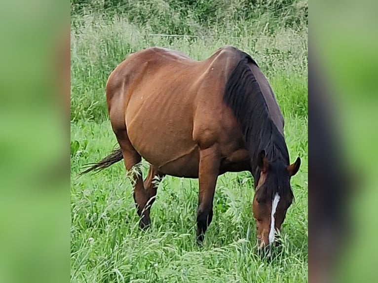 Irish Sport Horse Mare 15 years 15.3 hh Brown in Mühlhausen