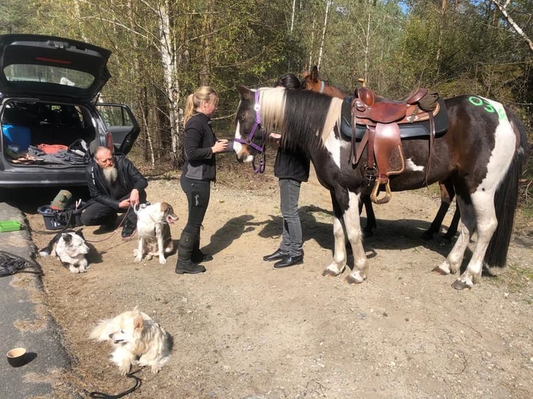 Irish Sport Horse Mare 15 years 15 hh in Ribbesbüttel