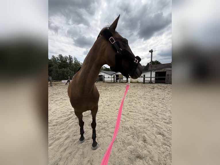Irish Sport Horse Mare 15 years 16.1 hh Bay-Dark in Affligem