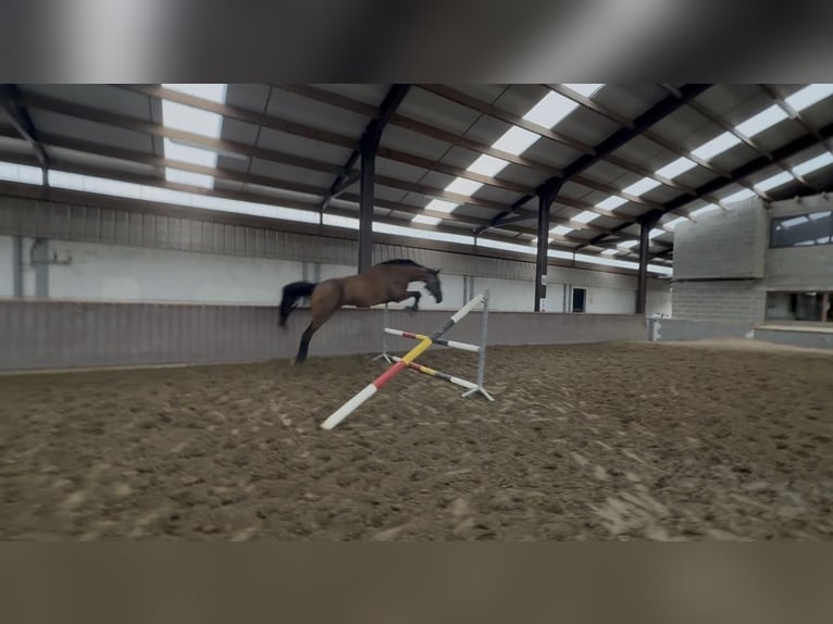 Irish Sport Horse Mare 15 years 16.1 hh Bay-Dark in Affligem