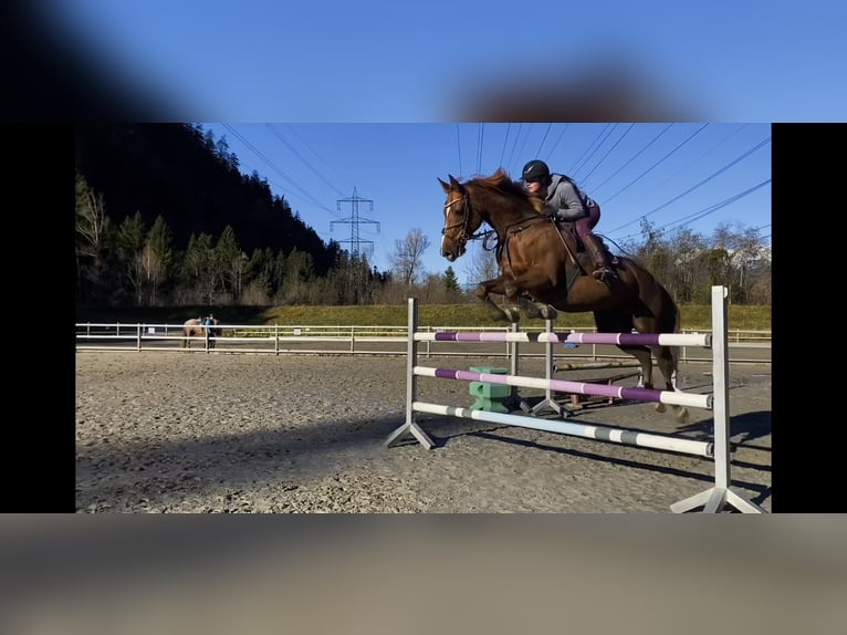 Irish Sport Horse Mare 15 years 16,1 hh Chestnut in Schlins