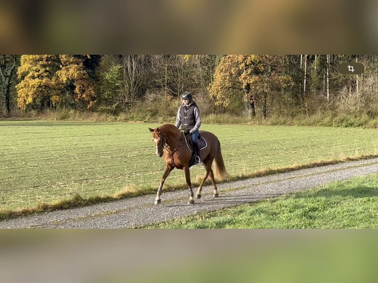 Irish Sport Horse Mare 15 years 16,1 hh Chestnut in Schlins