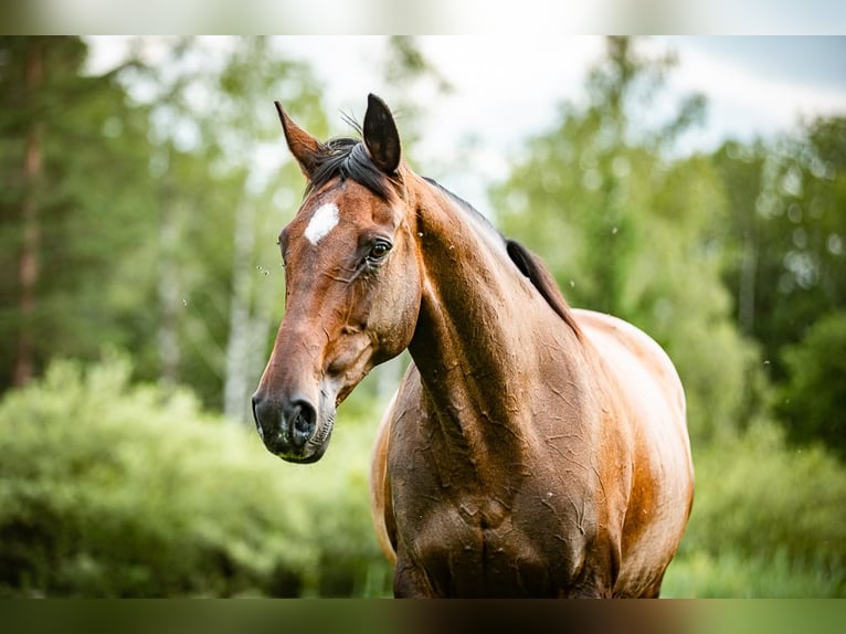 Irish Sport Horse Mare 15 years 16,2 hh Brown in Velden