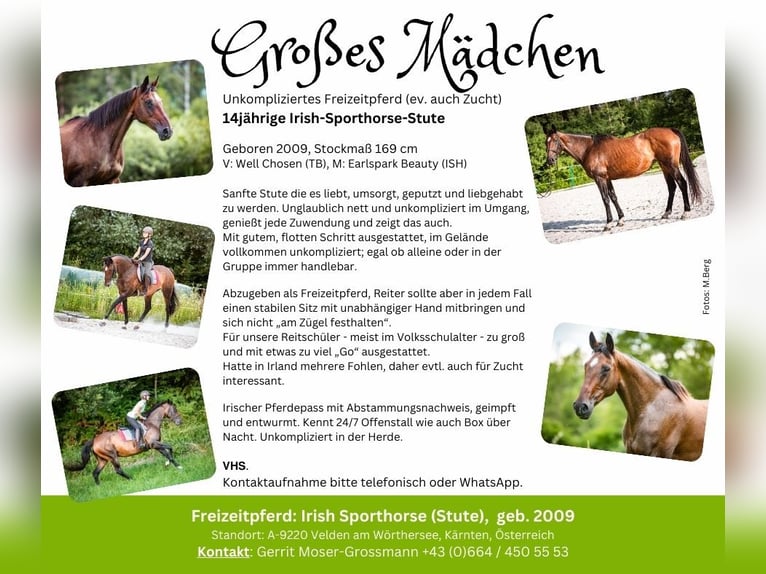 Irish Sport Horse Mare 15 years 16,2 hh Brown in Velden