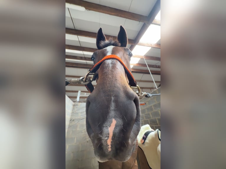 Irish Sport Horse Mare 15 years 16 hh Bay-Dark in Herdersem