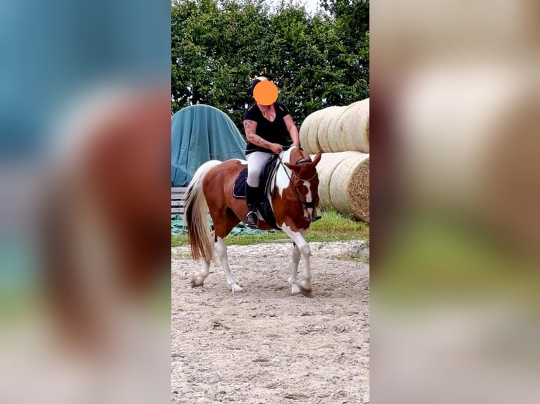 Irish Sport Horse Mare 15 years 16 hh Pinto in Peine Irish Sport Horse Mare 15 years 16 hh Pinto in Peine