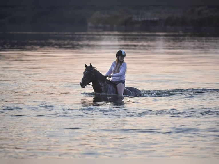 Irish Sport Horse Mare 16 years 14,3 hh Black in Zuienkerke