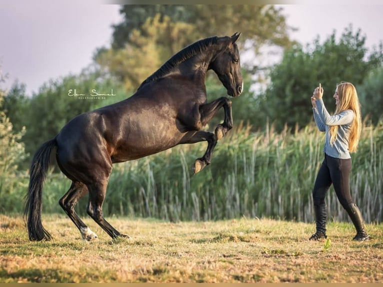 Irish Sport Horse Mare 16 years 14,3 hh Black in Zuienkerke