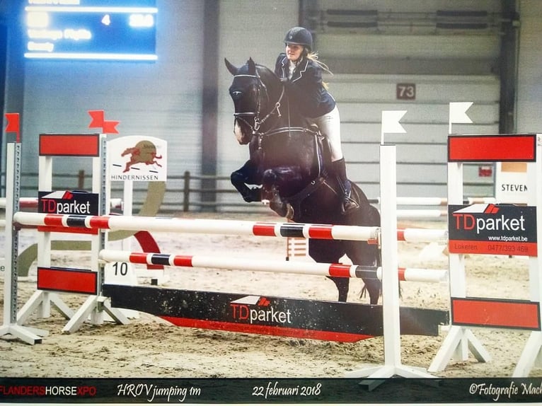 Irish Sport Horse Mare 16 years 14,3 hh Black in Zuienkerke