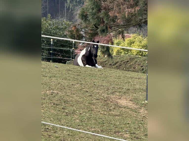 Irish Sport Horse Mare 16 years 14 hh Pinto in Adelsheim