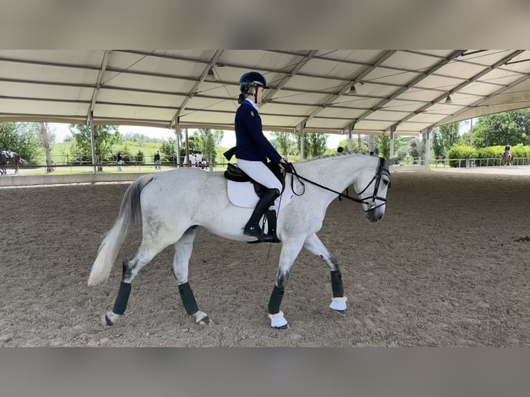 Irish Sport Horse Mare 16 years 15,2 hh Gray in Montecompatri