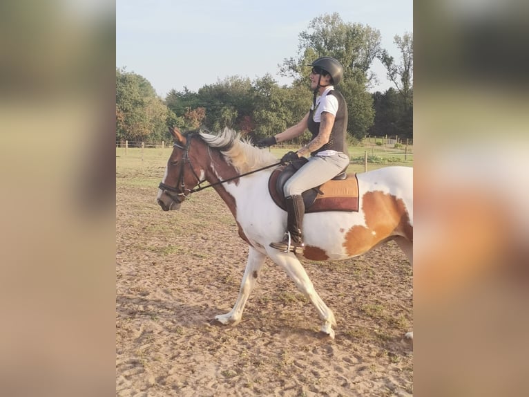 Irish Sport Horse Mare 16 years 15,2 hh Pinto in Koersel