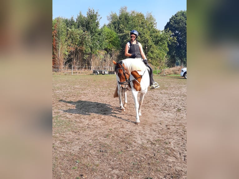 Irish Sport Horse Mare 16 years 15,2 hh Pinto in Koersel