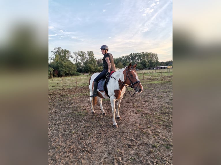 Irish Sport Horse Mare 16 years 15,2 hh Pinto in Koersel