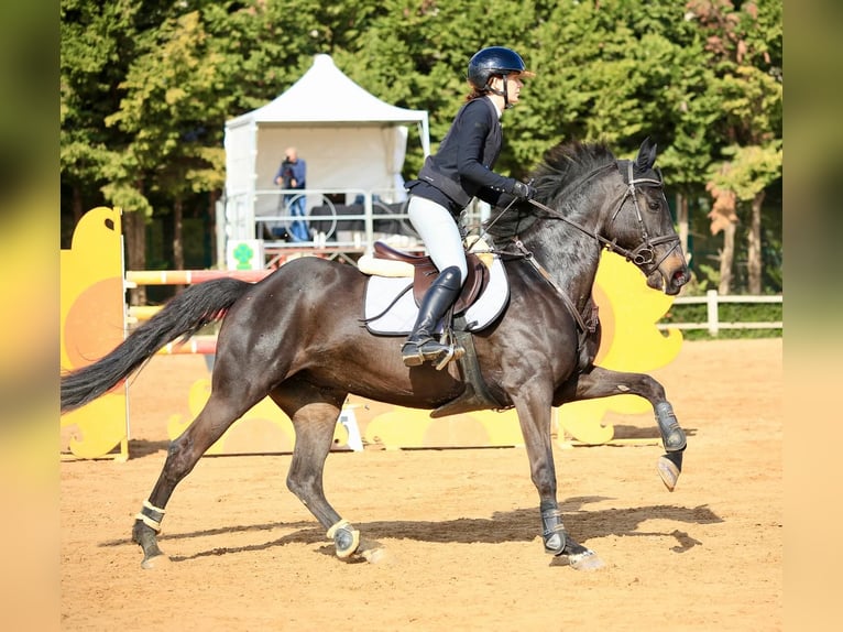 Irish Sport Horse Mare 16 years 15,2 hh Smoky-Black in Qormi