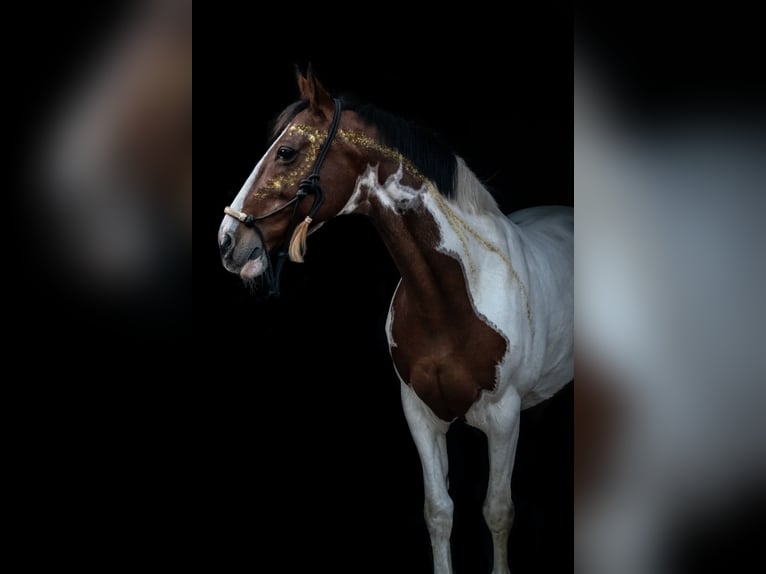 Irish Sport Horse Mare 16 years 15,1 hh Pinto in Heide