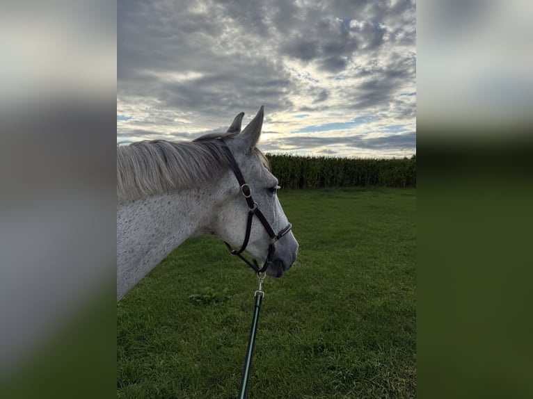 Irish Sport Horse Mare 16 years 15,2 hh Grey in Markt schwaben