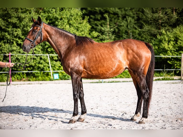 Irish Sport Horse Mare 16 years 16,2 hh Brown in Velden