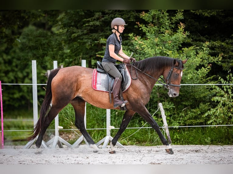 Irish Sport Horse Mare 16 years 16,2 hh Brown in Velden