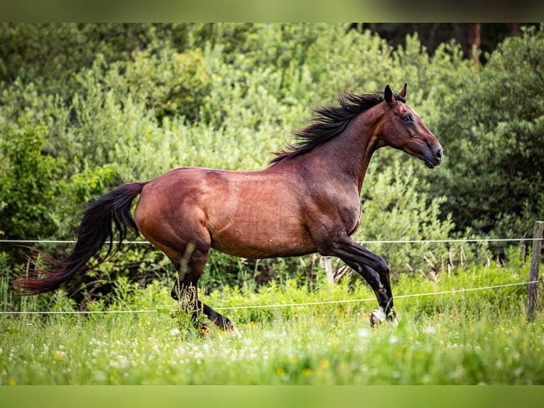 Irish Sport Horse Mare 16 years 16,2 hh Brown in Velden