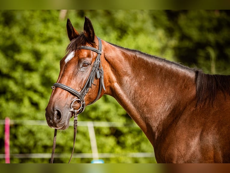 Irish Sport Horse Mare 16 years 16,2 hh Brown in Velden