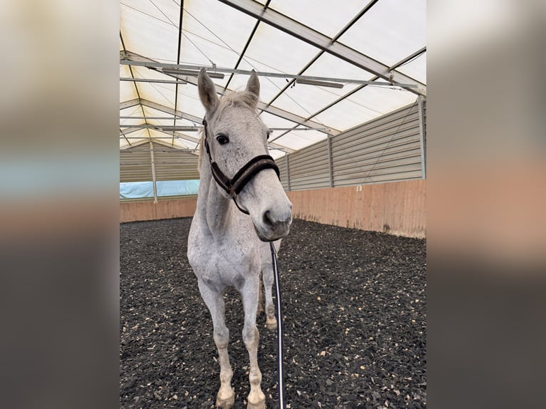 Irish Sport Horse Mare 16 years 17 hh Gray-Fleabitten in Katzenelnbogen