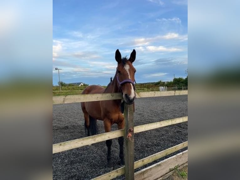 Irish Sport Horse Mare 17 years 16,2 hh Bay in Letterkenny