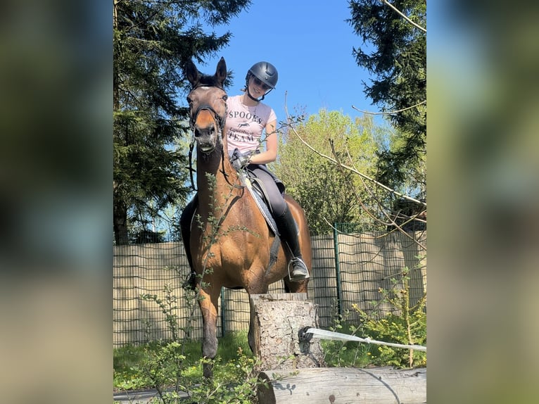 Irish Sport Horse Mare 17 years 16 hh Bay-Dark in Gro&#xDF;almerode