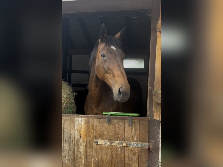 Irish Sport Horse Mare 17 years 16 hh Bay-Dark in Gro&#xDF;almerode