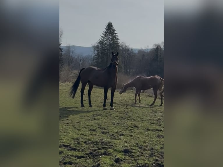 Irish Sport Horse Mare 17 years 16 hh Bay-Dark in Gro&#xDF;almerode