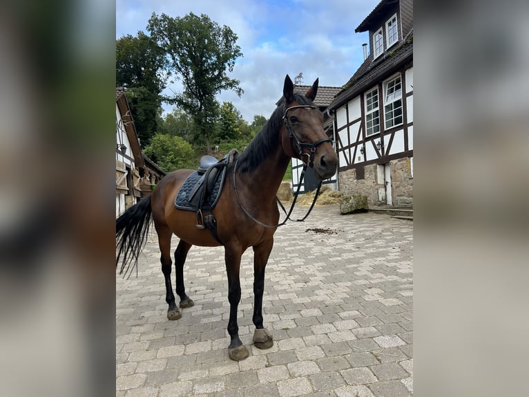 Irish Sport Horse Mare 17 years 16 hh Bay-Dark in Gro&#xDF;almerode