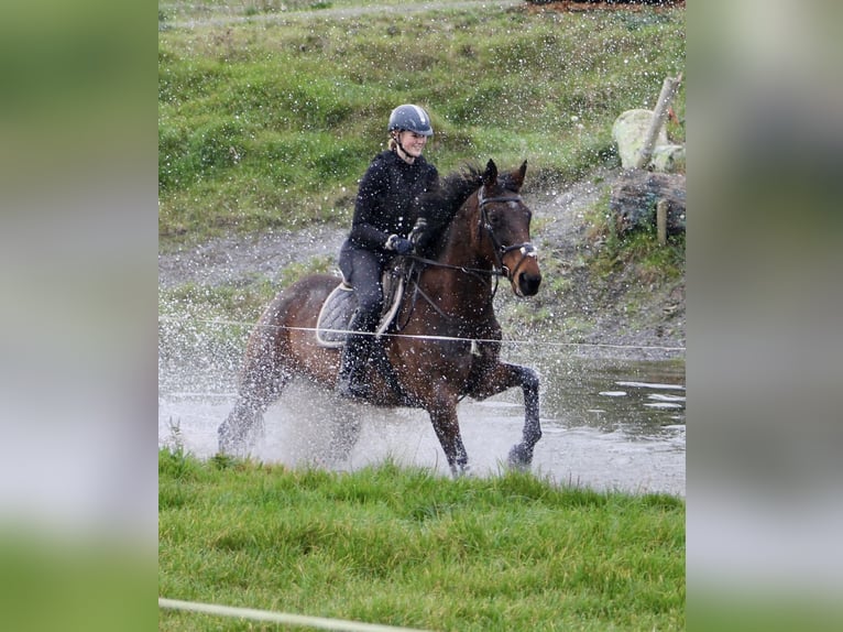Irish Sport Horse Mare 17 years 16 hh Bay-Dark in Gro&#xDF;almerode