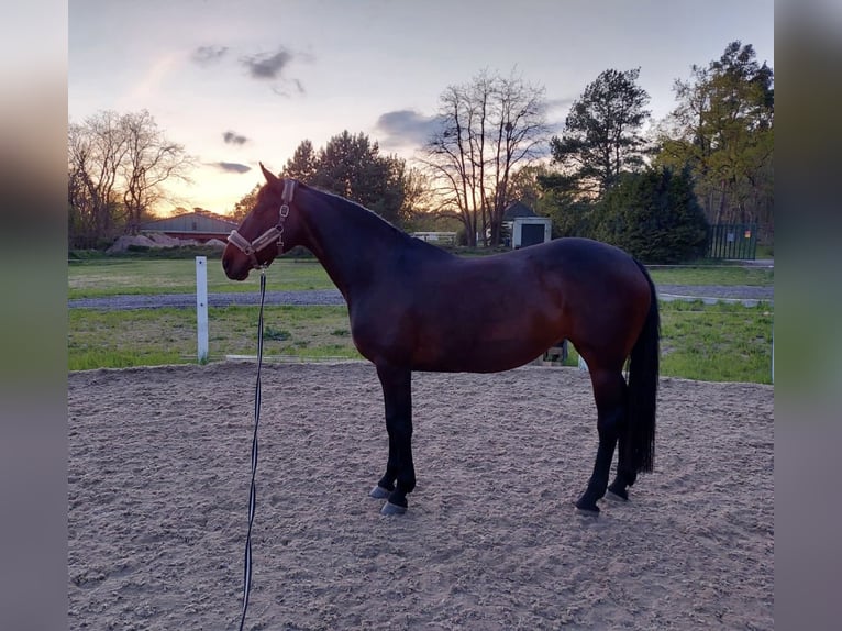 Irish Sport Horse Mare 17 years 16 hh Brown in Teupitz