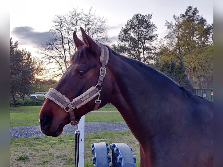 Irish Sport Horse Mare 17 years 16 hh Brown in Teupitz