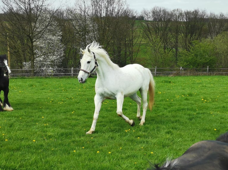 Irish Sport Horse Mare 18 years 16,1 hh Grey in Remscheid