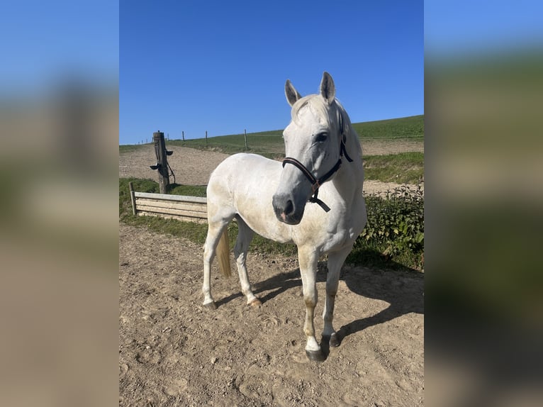 Irish Sport Horse Mare 18 years 16,1 hh Grey in Remscheid
