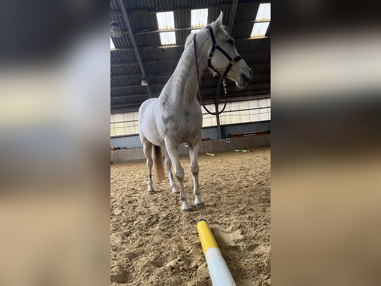 Irish Sport Horse Mare 18 years 16,1 hh Grey in Remscheid