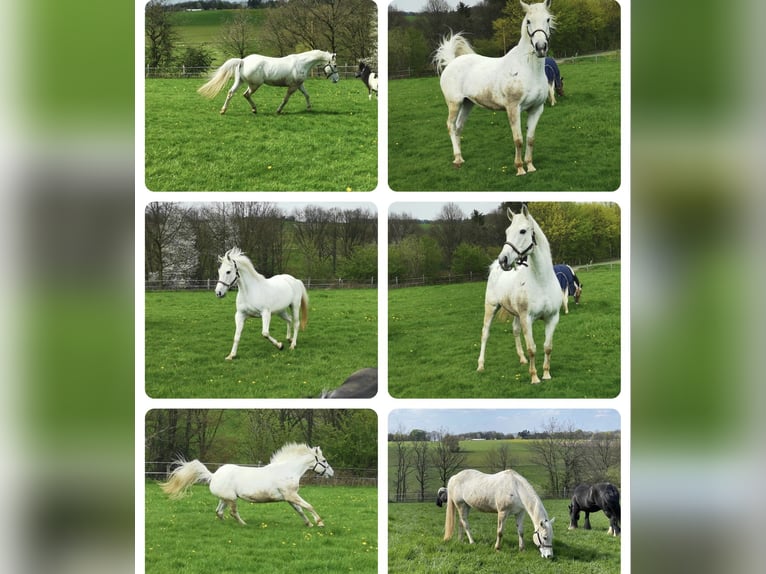 Irish Sport Horse Mare 18 years 16,1 hh Grey in Remscheid