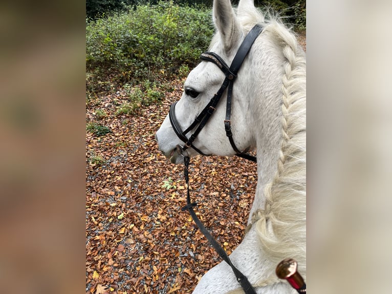 Irish Sport Horse Mare 18 years 16,1 hh Grey in Remscheid
