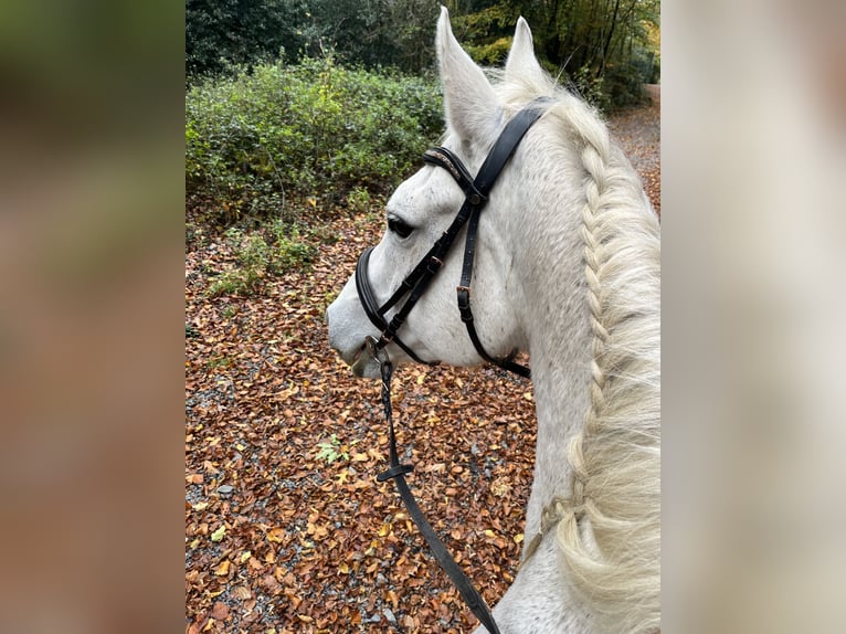 Irish Sport Horse Mare 18 years 16,1 hh Grey in Remscheid