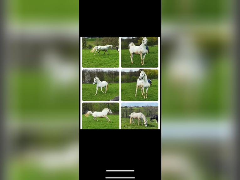 Irish Sport Horse Mare 18 years 16,2 hh Grey in Remscheid