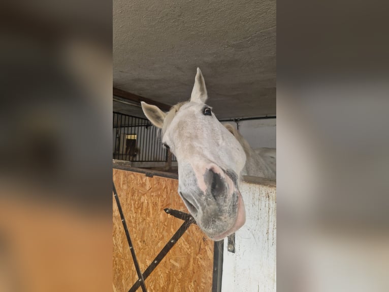 Irish Sport Horse Mare 19 years Grey in Pöllau