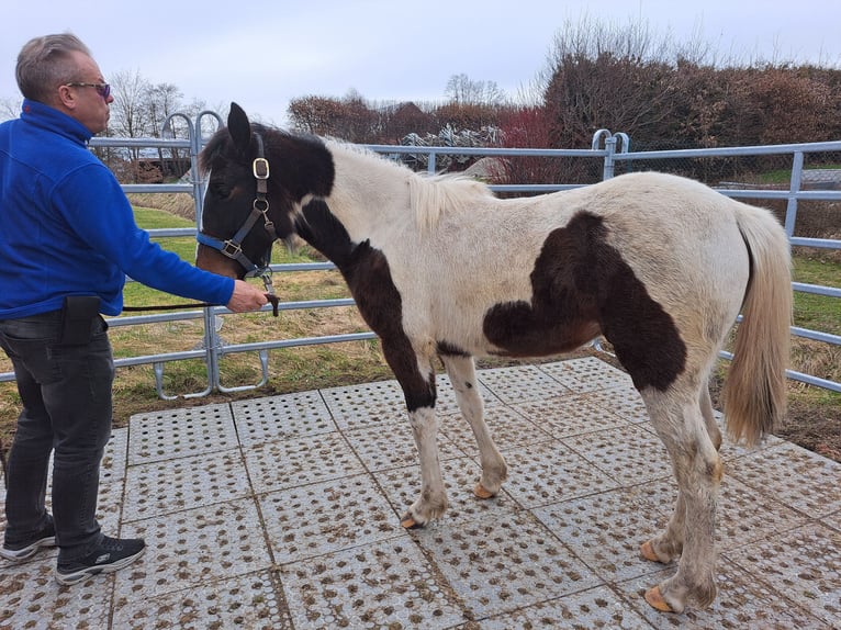 Irish Sport Horse Mix Mare 1 year 12,2 hh Pinto in Legau