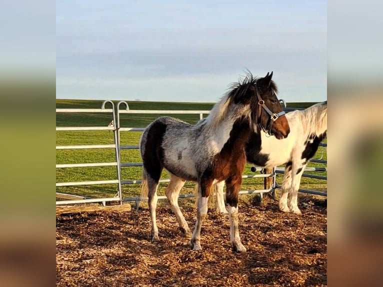 Irish Sport Horse Mix Mare 1 year 12,2 hh Pinto in Legau